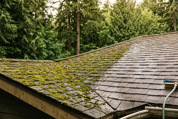 Moss removal
